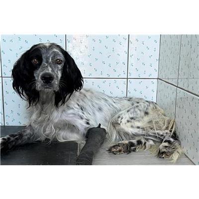 Comune di Buddusò - Cane - Microchip 380260004620337