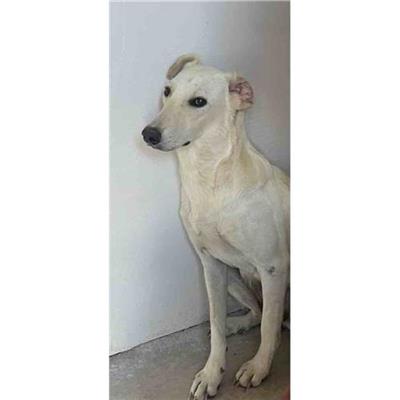 Comune di Siniscola - Cane - Microchip 380260045077458