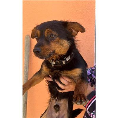 Comune di Budoni - Cane - Microchip 380260045070451