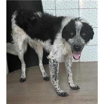 Comune di Berchidda - Cane - Microchip 380260045076788