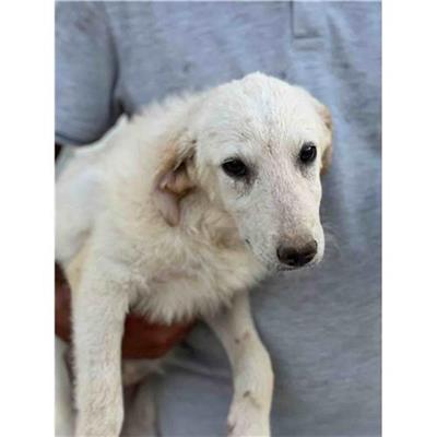 Comune di Siniscola - Cane - Microchip 380260045070740