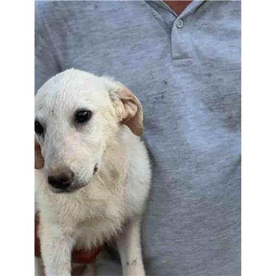 Comune di Siniscola - Cane - Microchip 380260045076738