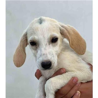 Comune di Siniscola - Cane - Microchip 380260045076824