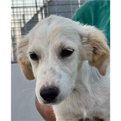 Comune di Siniscola - Cane - Microchip 380260045070882