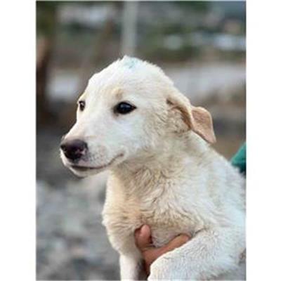 Comune di Siniscola - Cane - Microchip 380260045076679