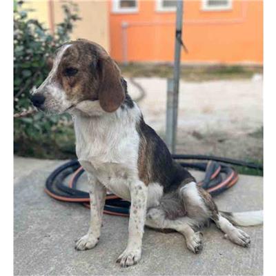 Comune di Siniscola - Cane - Microchip 380260045070809