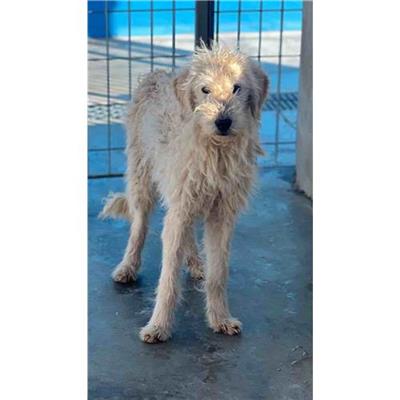 Comune di Siniscola - Cane - Microchip 380260044248164