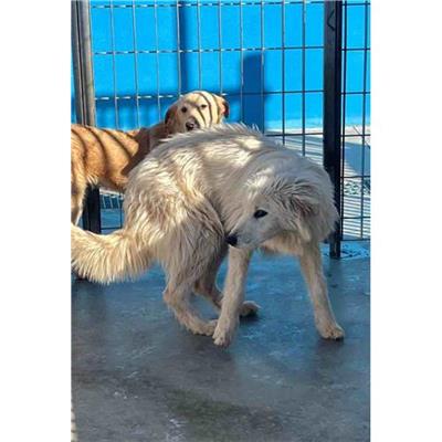 Comune di Siniscola - Cane - Microchip 380260045078587