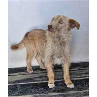 Comune di Siniscola - Cane - Microchip 380260045078087